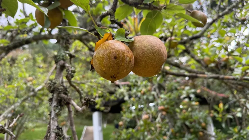 Granja o Finca en Pachalí en Venta - imagen 3